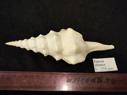 Фузинус Ундатус "165-210мм"