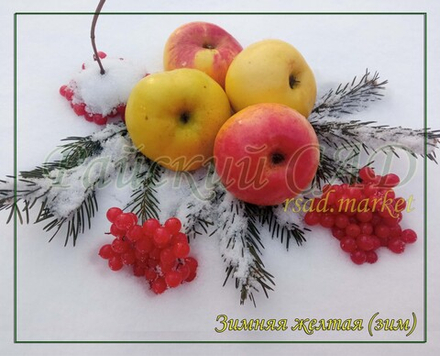 Яблоня "Зимняя желтая" (название условное)