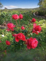 Роза чайно-гибридная Черри Лав