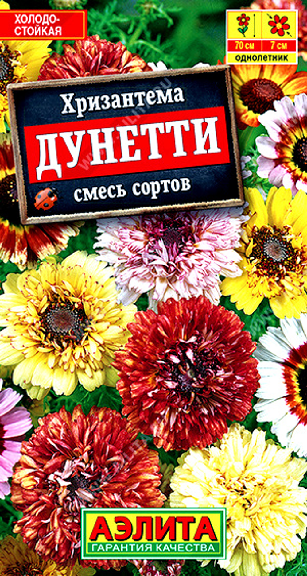 Хризантема Дунетти, смесь сортов