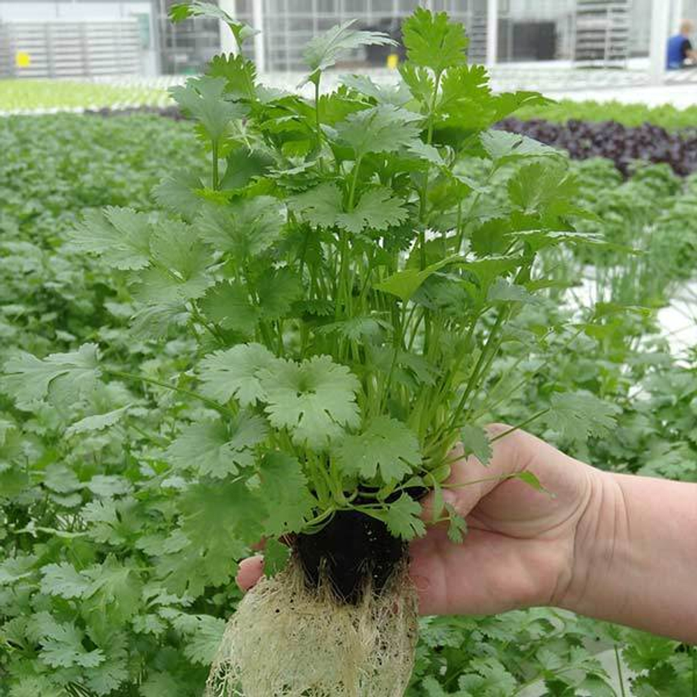 Арго семена кориандра (Гавриш)