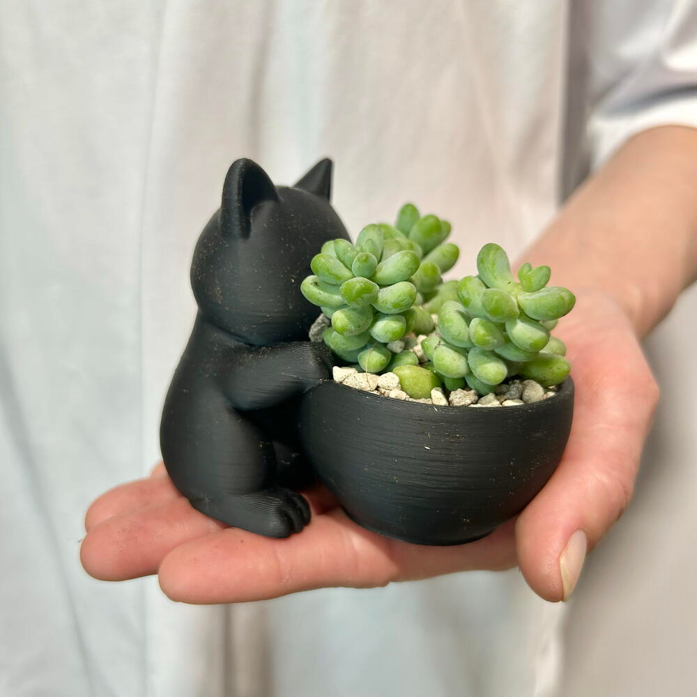 Кот Мару