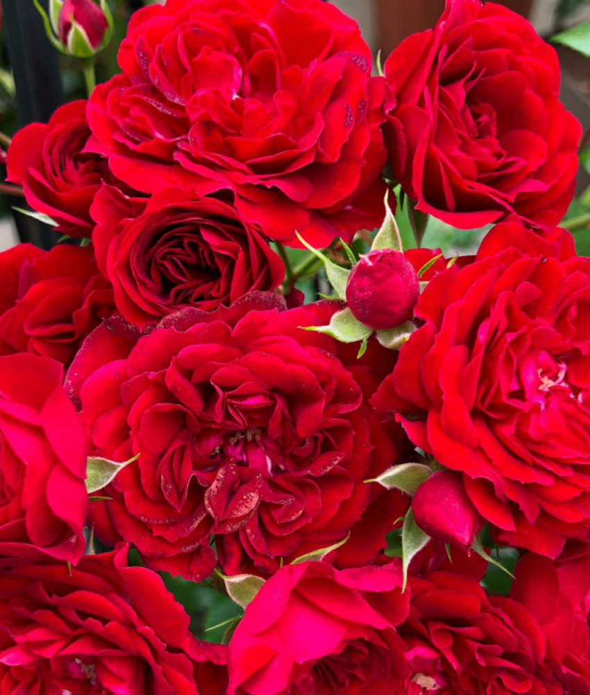 Роза Crimson Siluetta на штамбе 140 см оригинал