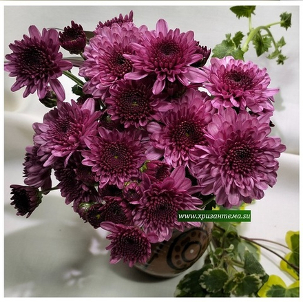 Хризантема мультифлора Branfountаine Purple м.175(отгрузка май 2025г)