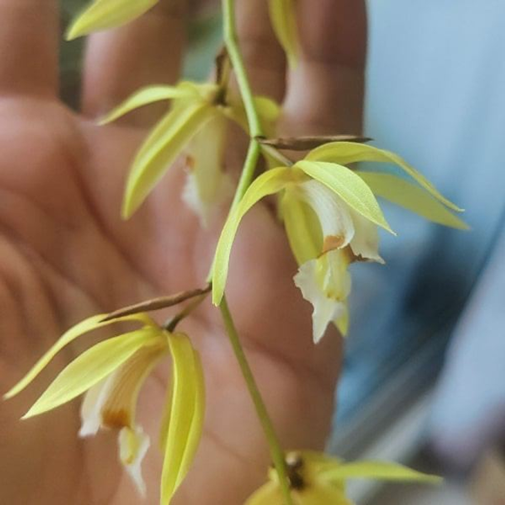 Орхидея целогина COELOGYNE ROCHUSSENII