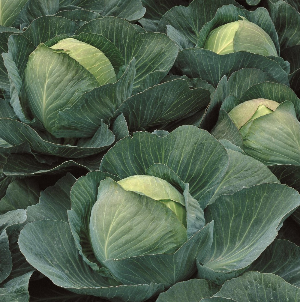 Капуста б/к Атрия F1 (100шт) Витагрин Профи