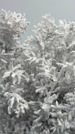 Рускус заснеженный 19 шт