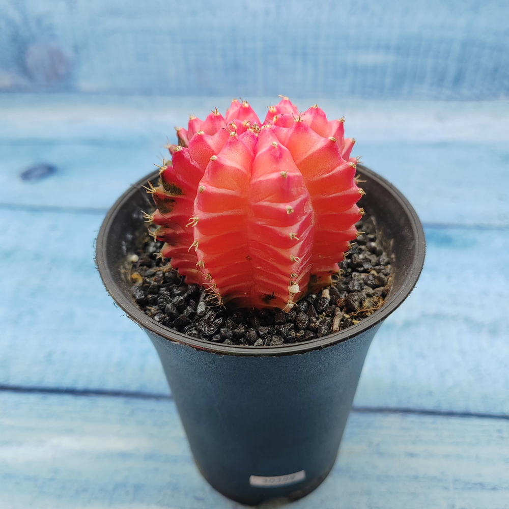 Gymnocalycium Variegata (Гимнокалициум Вариегатный)