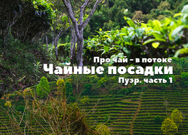 Про чай - в потоке. Пуэр. Часть 1: Чайные посадки