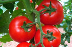 Дукати F1 семена томата индетерминантного (Vilmorin / Вильморин)