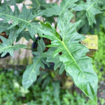 Филодендрон DRAGON MINARUM