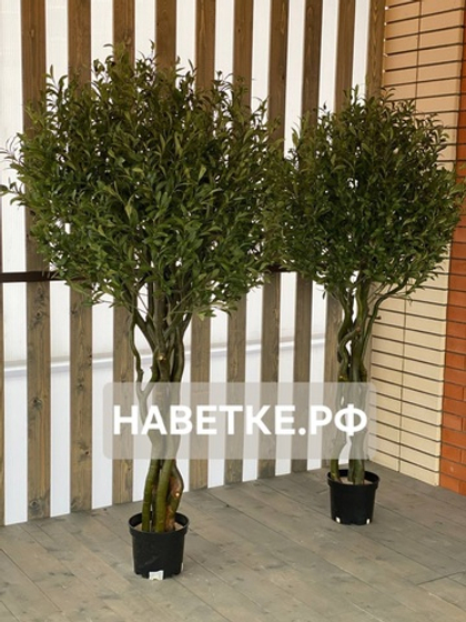 Искусственное дерево Олива на извилистых стволах 180 см ручной работы