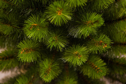 Сосна Русская 90см светло-зеленая в мешочке Triumph Tree