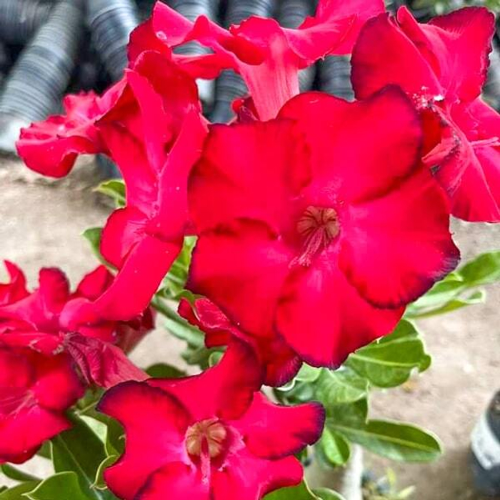 Адениум DAENG UDOMSAP