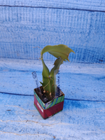 Schlumbergera cv. Triana (Шлюмбергера)