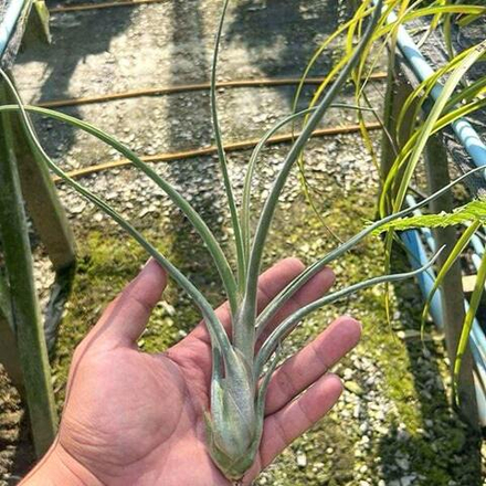 Тилландсия caput-medusae