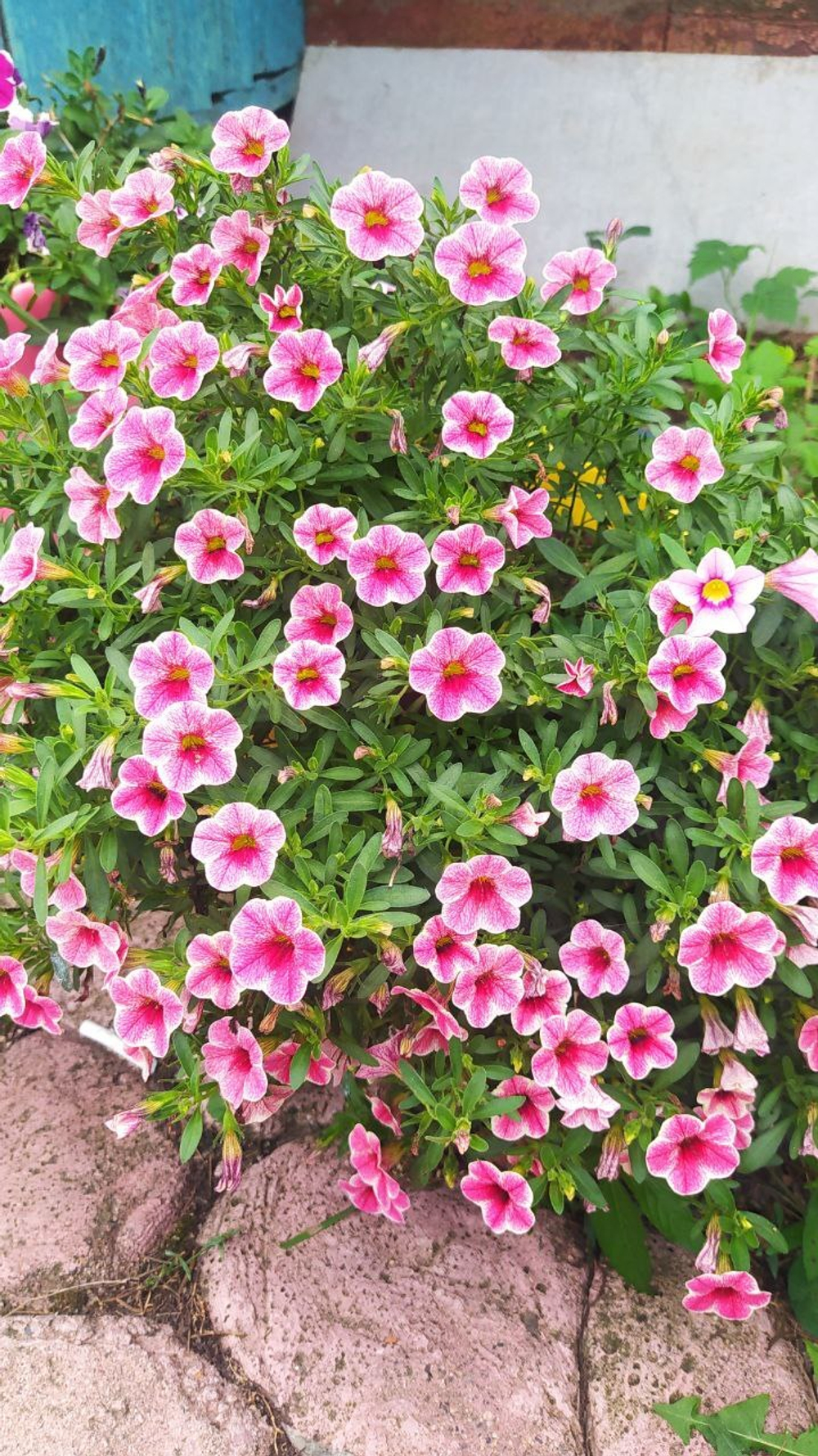 К4 Калибрахоа Colibri Cherry Lace