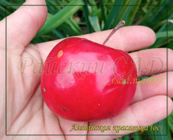 Яблоня Алтайская красавица