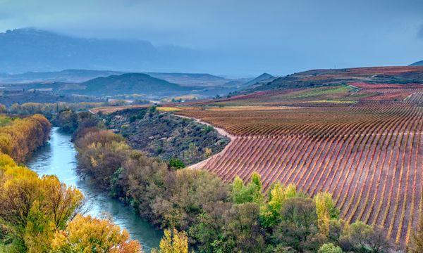 Испания собирает маленький урожай винограда для изготовления вина