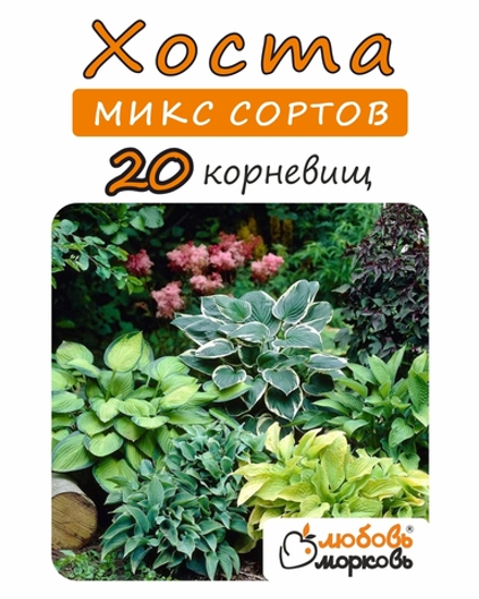 Хоста Корневище, Микс сортов, 20 шт.