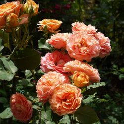 Вивьен Вествуд (Vivienne Westwood)