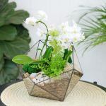 Готовый флорариум с белой орхидеей Икос