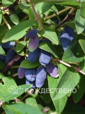 Жимолость