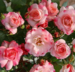 Роза Розенштадт Фрайзинг ( Шраб)