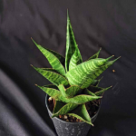 Сансевиерия SINDORO