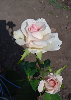 Роза Эмма Де Мейян