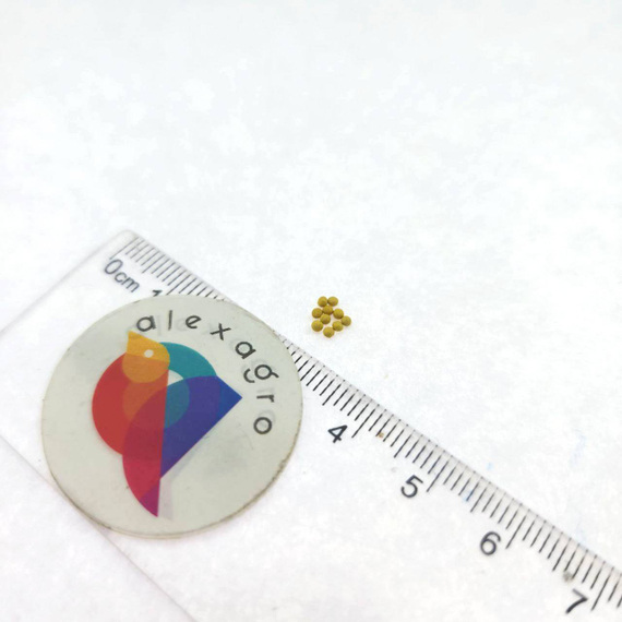 Колеус Блюме KONG MIX EMPIRE – фото 3