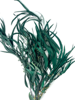 Эвкалипт Николи изумруд