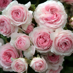 Роза Лариса С7 Закупка М57 июнь 2026