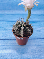 Gymnocalycium Friedrichii (Гимнокалициум)