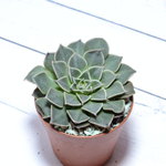 Graptopetalum Bellum (Граптопеталлум)