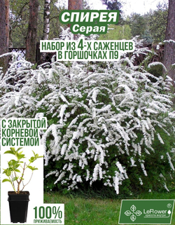 Саженец, Спирея, Серая, 4 шт