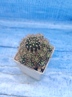 Lobivia Aracnocanta (Лобивия)