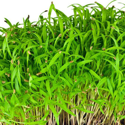 Семена для проращивания моркови Шантанэ (Гавриш)