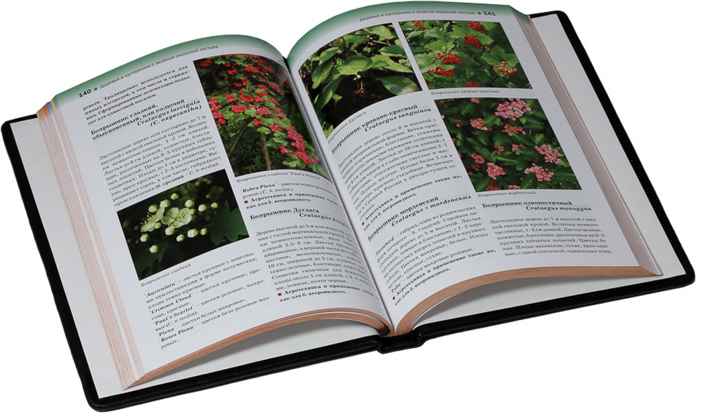 Атлас декоративных деревьев и кустарников