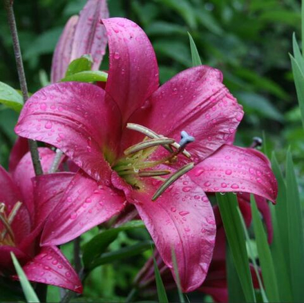 Лилия Пурпл Принс (5 шт) Волжский Сад