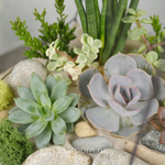 Флорариум с суккулентами Калипсо с озером