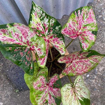 Лучшие каладиумы на выставке в Бангкоке. Декабрь 2025. Часть 2