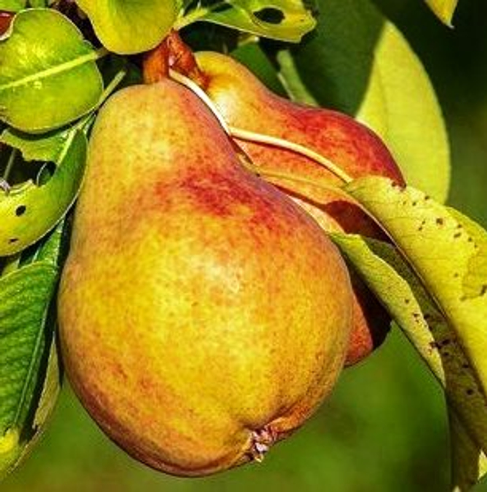 Груша Просто Мария осенняя