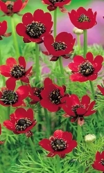 Семена Адонис Летний Красный 0,1гр (УД) Е/П