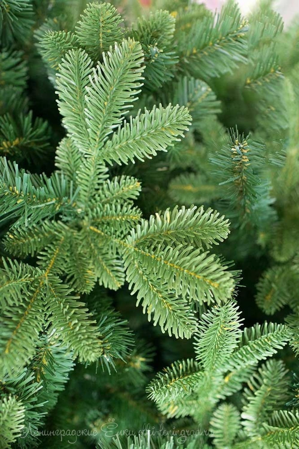 "БАРОККО ПРЕМИУМ" 4