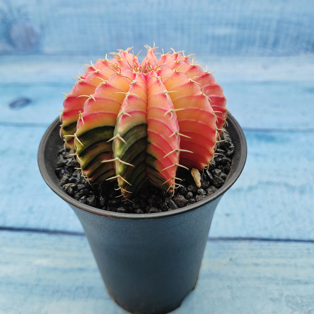 Gymnocalycium Variegata (Гимнокалициум Вариегатный)