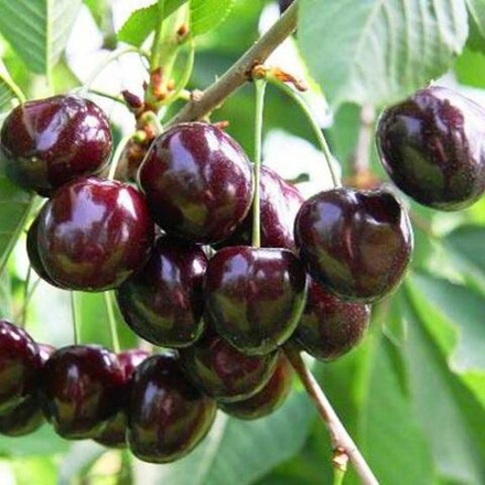 Черешня Памяти Астахова