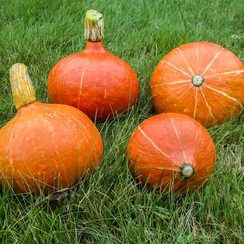 Учики кури семена тыквы (Takii / Таки)