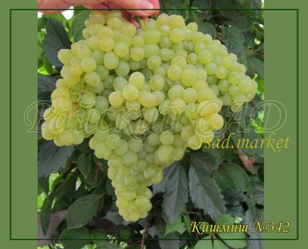 Виноград кишмиш №342, Венгерский