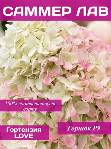 Саммер Лав гортензия метельчатая